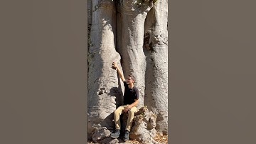Ancient Baobab Tree in Miami, Florida