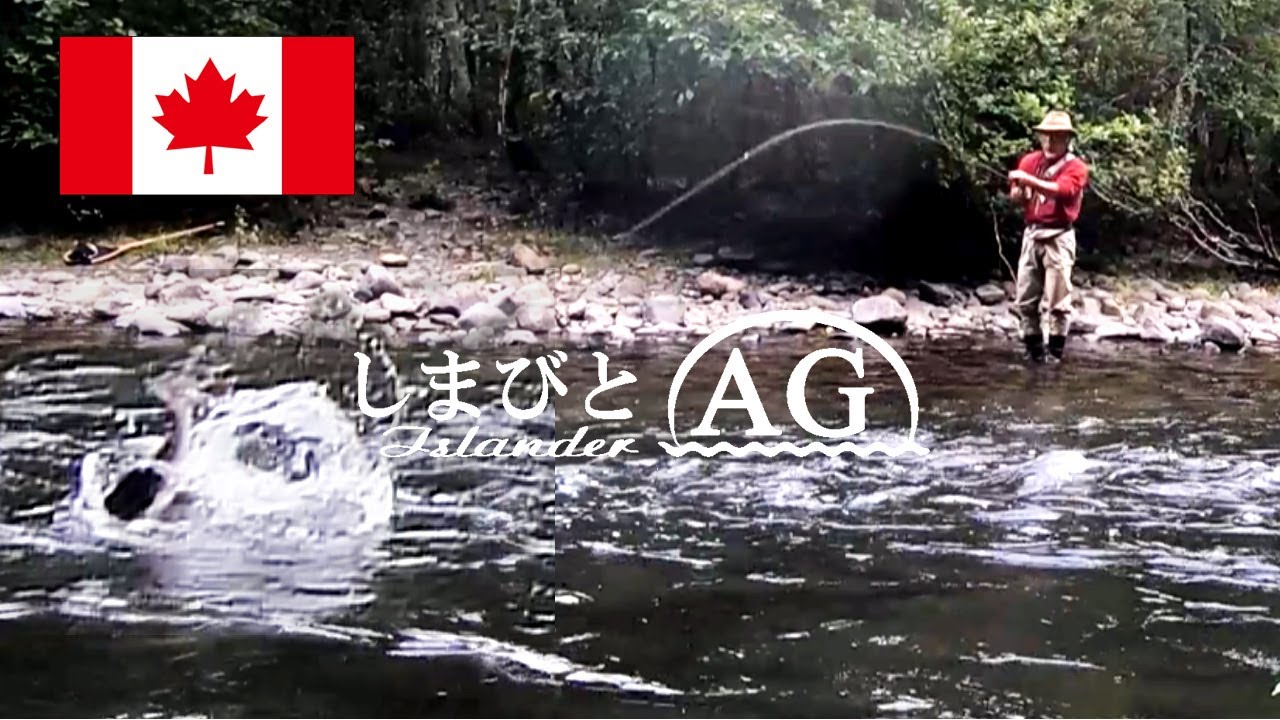 カナダ 田舎暮らし 鮭釣り フライフィッシング 5番トラウトロッドで狙うピンクサーモン セッパリマス の引きは強烈だった カラフトマス フライフィッシング Youtube