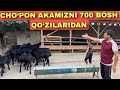 CHO‘PON AMAMIZ 700 BOSH QO‘ZILARINI ZO‘RLARINI KO‘RSATTI