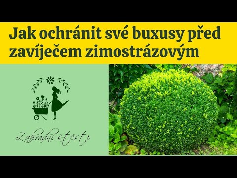 Jak ochránit buxusy před zavíječem zimostrázovým