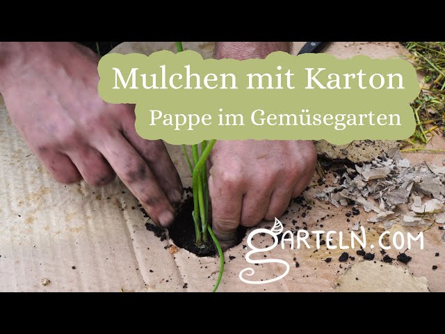 Karton bzw. Pappe als Mulchmaterial - YouTube