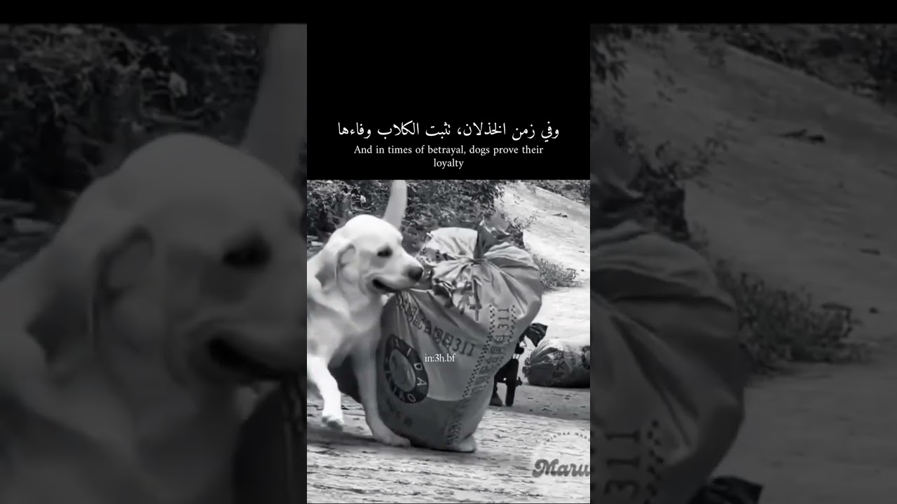 درس في الوفاء لا يفهمه الكثير من البشر. 🤔❤️