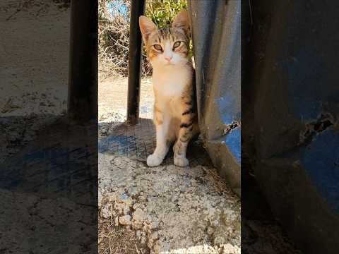 موسيقى موسيقى مريحة آلات موسيقية
