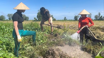 1623 / Bắt chuột mùa cắt lúa ở Miền Tây