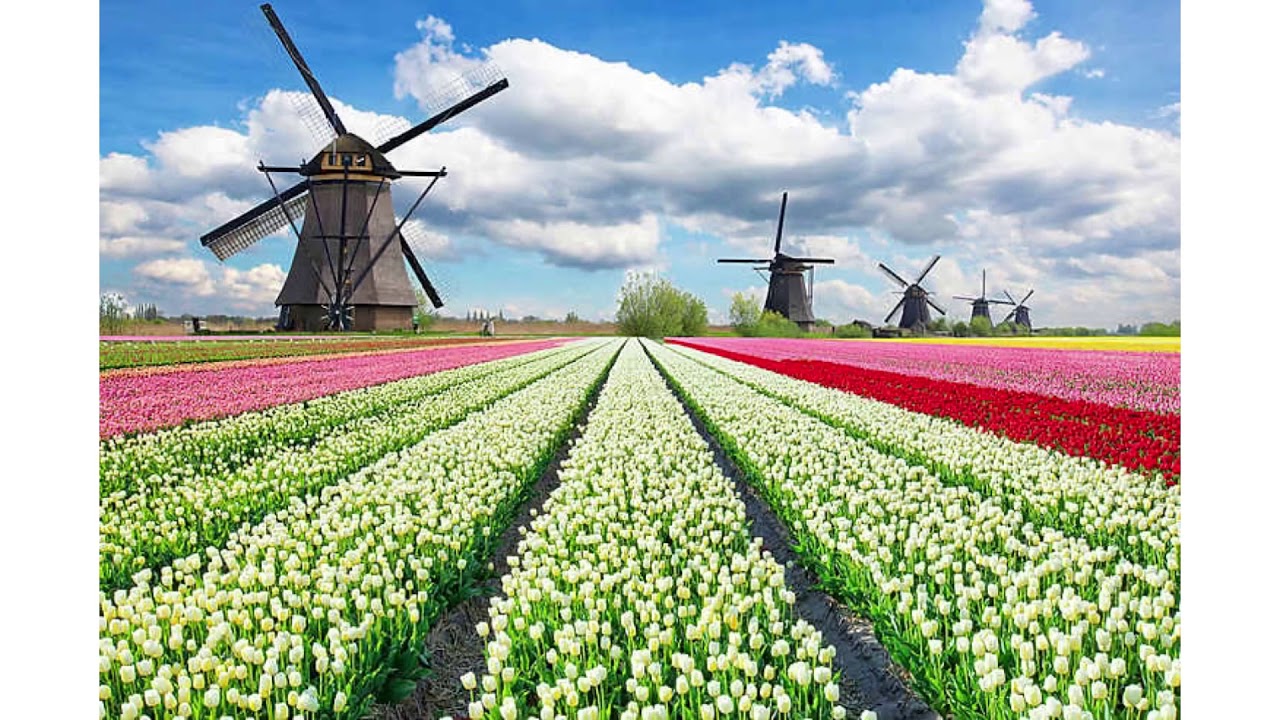 Экономическое развитие нидерландов