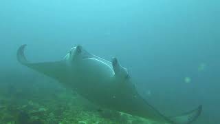 Diving in the Maledives