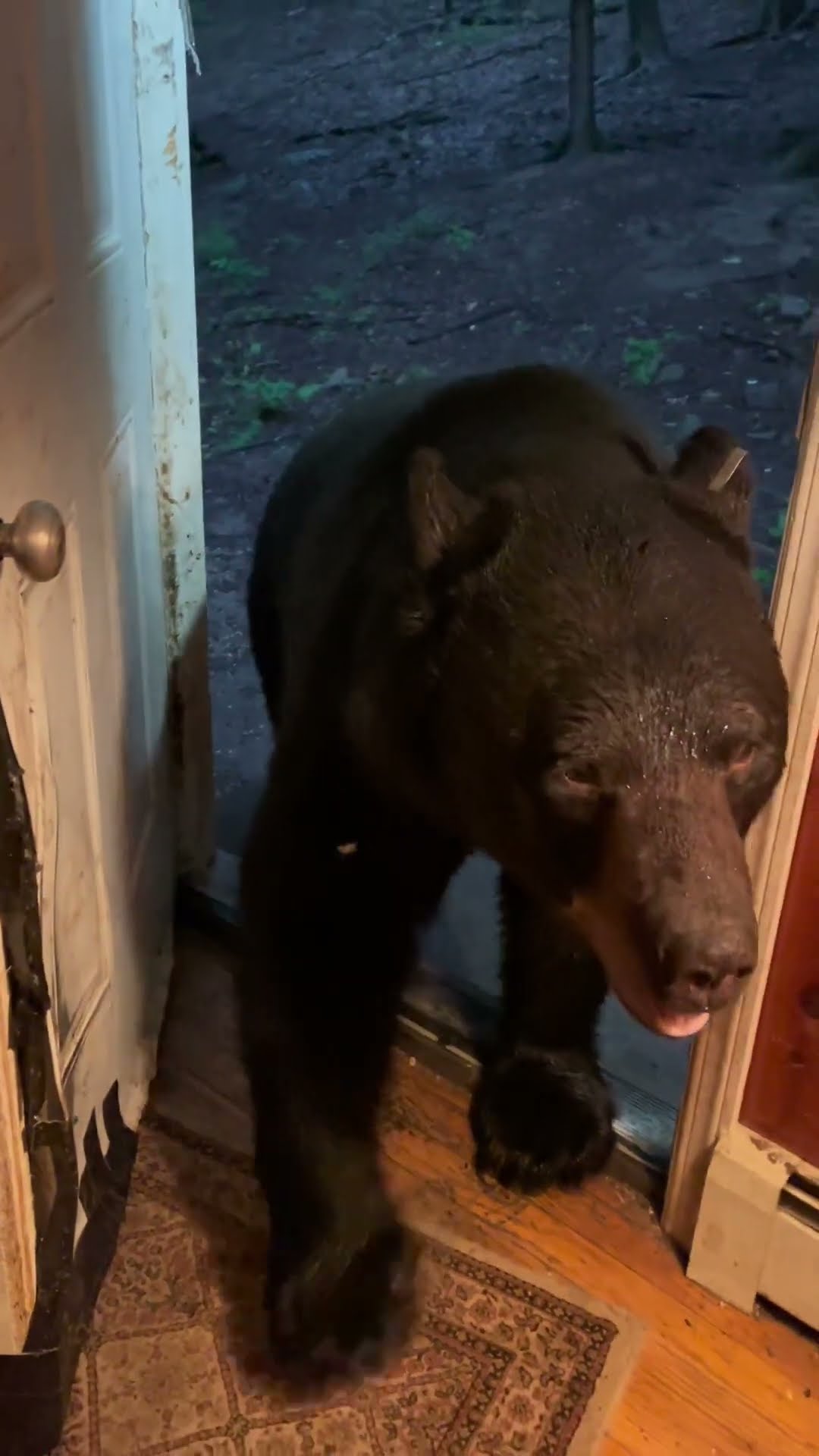 Bear Has Good Scratch Before Closing Door || ViralHog