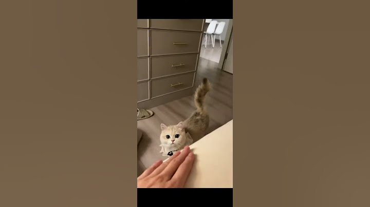 무심한듯 애교많은 고양이