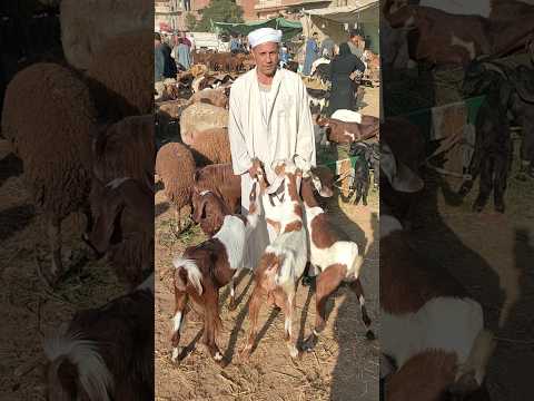 أسعار العشر اسعار الماعز العشر 3 نتايات ب 15 500 الف تااابع01009930513