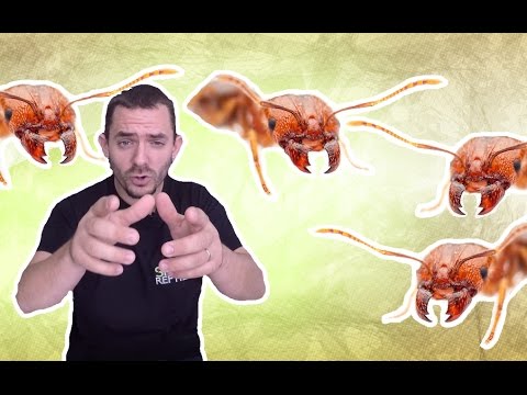 snake reptiles pictures Elles mangent n'importe quoi , les soldats débarquent !