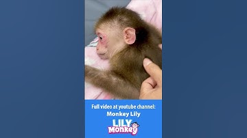 Dad takes care of monkey Lily P2 #shorts #short #monkey