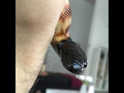 Hypomelanistic Black Headed Python