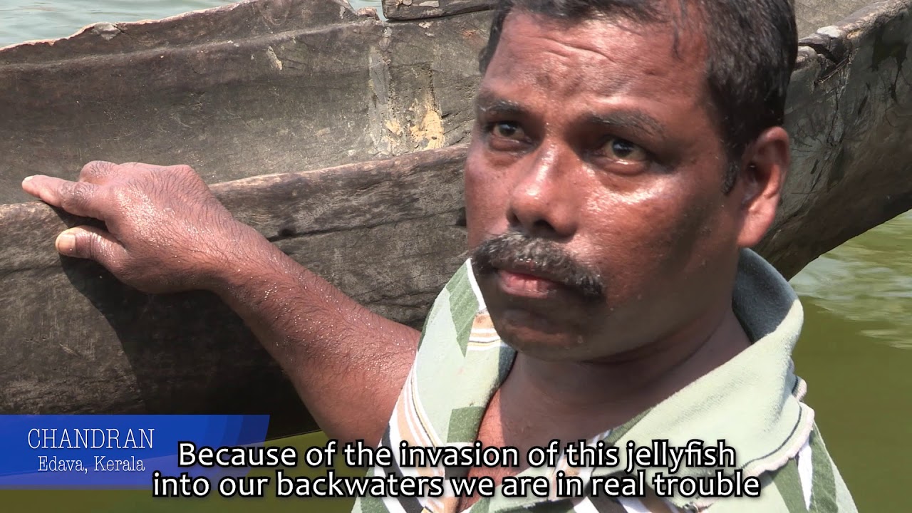 JELLYFISH BLOOM : A Boon or Bane