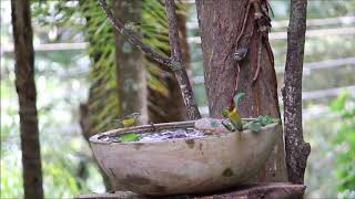 birds bathing in font / pássaros se banhando na fonte