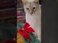 Kitty startled by a small singing  dancing christmas tree 