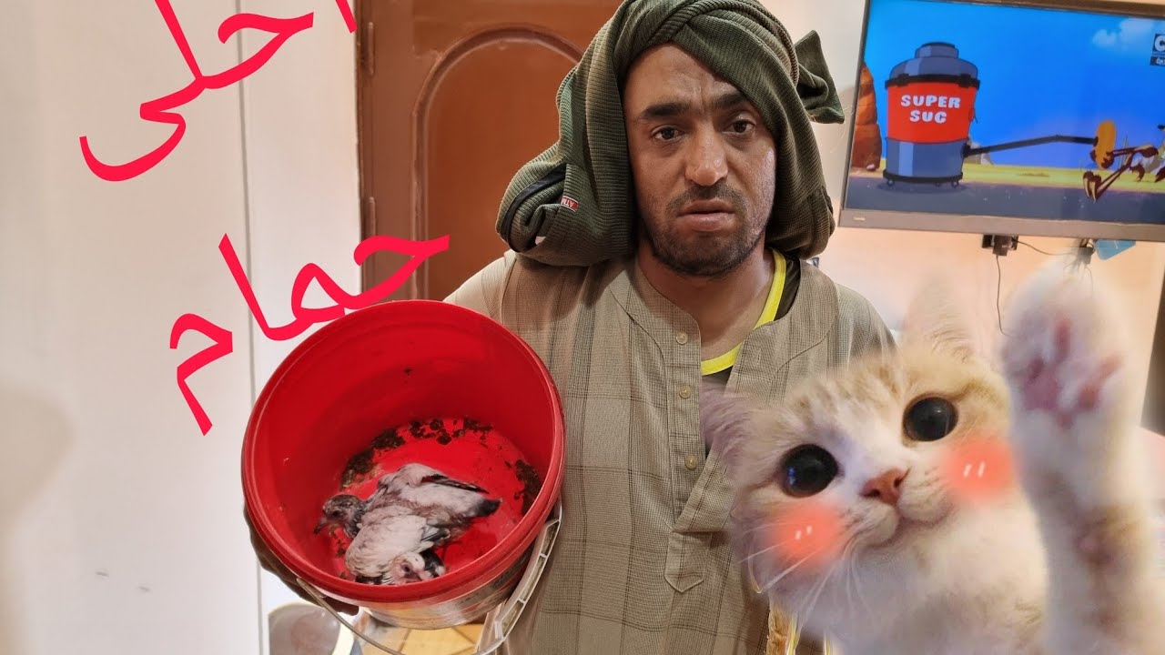 لما امك تربى حمام 🕊