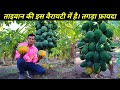 रेड लेडी 786 पपीता की खेती की पूरी जानकारी | ताइवान पपीता की खेती की जानकारी | Papaya Farming