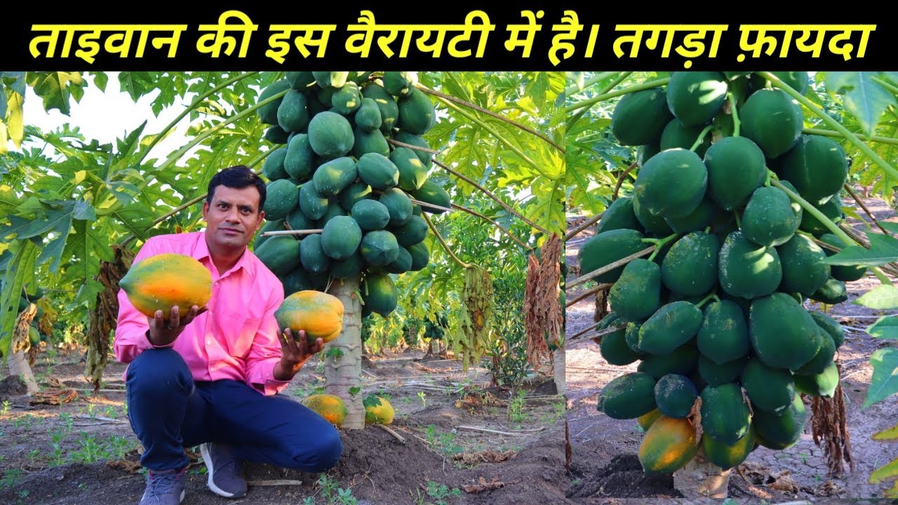 रेड लेडी 786 पपीता की खेती की पूरी जानकारी | ताइवान पपीता की खेती की जानकारी | Papaya Farming