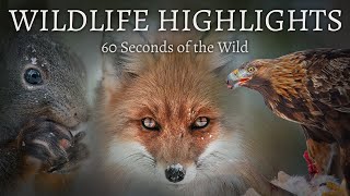60 Seconds of the Wild — My Arctic Wildlife Highlights from Swedish Lapland.