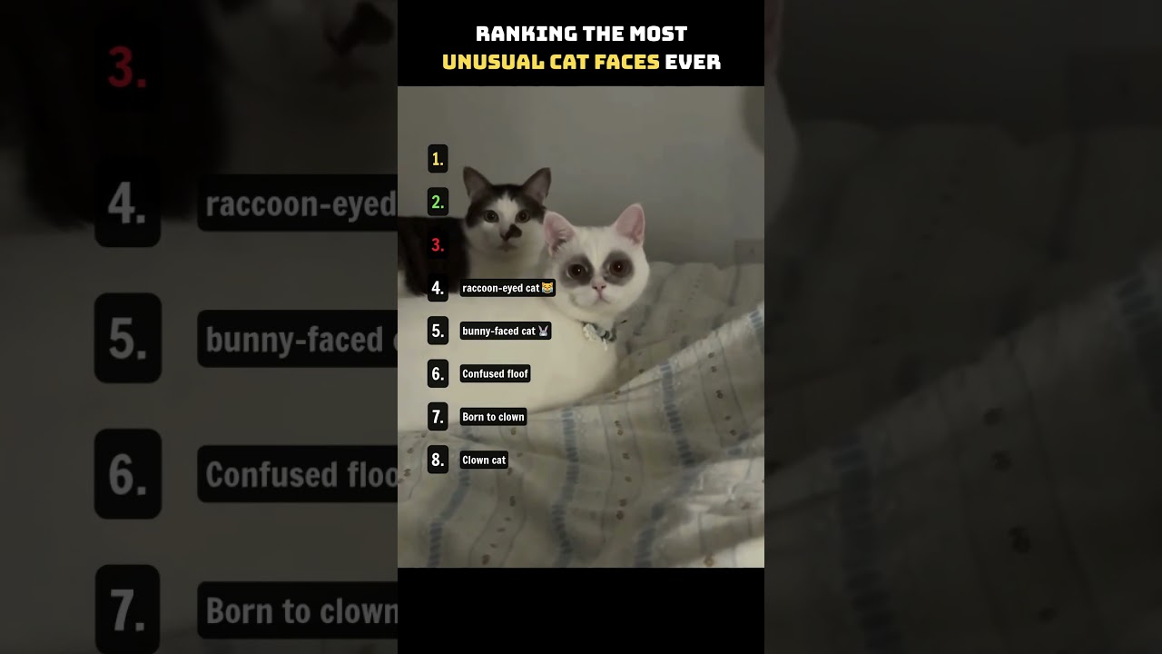 #19 Ranking the Most Unusual Cat Faces Ever