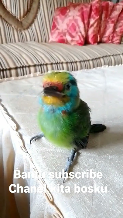 burung takur anakan gacor
