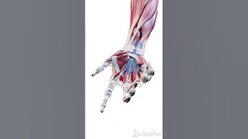 Anatomy of the Hand in Motion | 3D Animation
