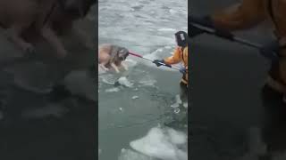 Bomberos arriesgan su vida para salvar a un perro - AlarmaTV Shorts