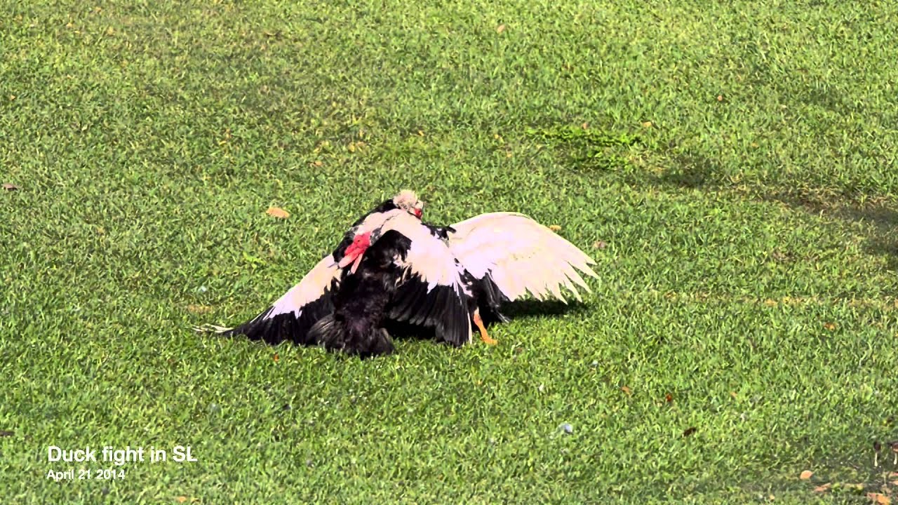 2014 040 20 SL Ducks