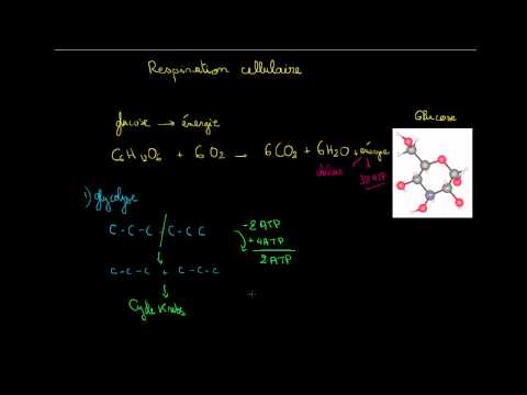 Vidéo: Que signifie l'équation de la respiration cellulaire ?