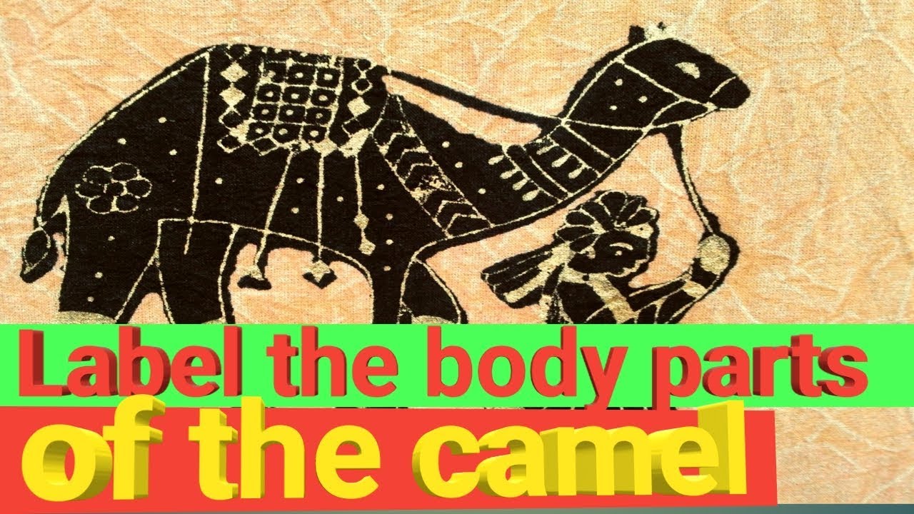 Label The Body Parts Of Camel UUNT KE BODY PARTS KE NAAM Barkha label-the-body-parts-of-camel-uunt-ke-body-parts-ke-naam-barkha