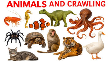 Learn Bugs, sea animals, Insects and Reptiles Fun Facts and Names in English for Toddlers