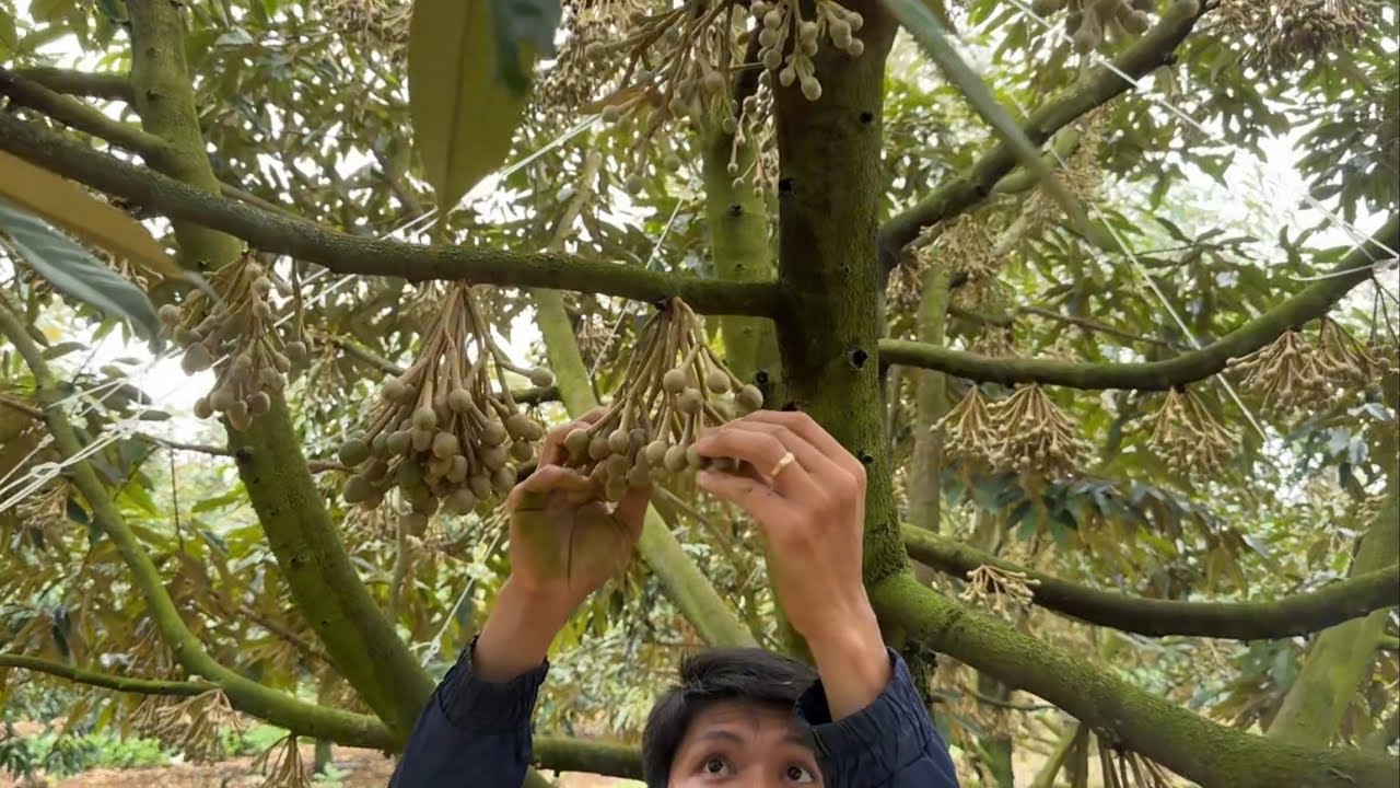 27/02/2026-TUYỂN BÔNG SẦU RIÊNG 30 NGÀY TUỔI NAM DONG CƯ JUT ĐĂK NÔNG(LÂM ĐỒNG)