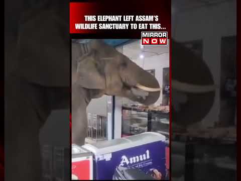 Elephant Comes Out of Assam’s Amchang Wildlife Sanctuary To Have Sweets From A Bakery #shorts