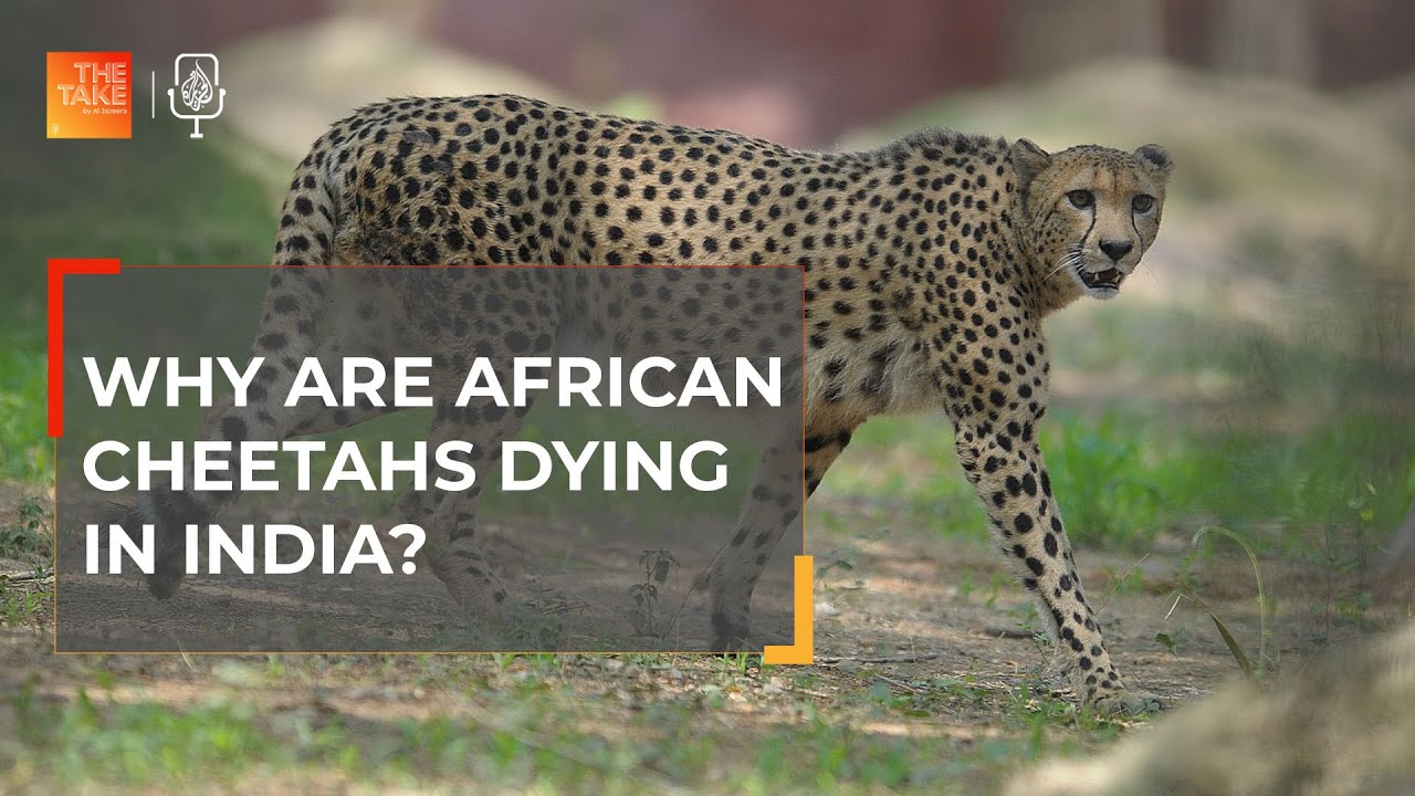 Why are African cheetahs dying in India? I The Take - YouTube