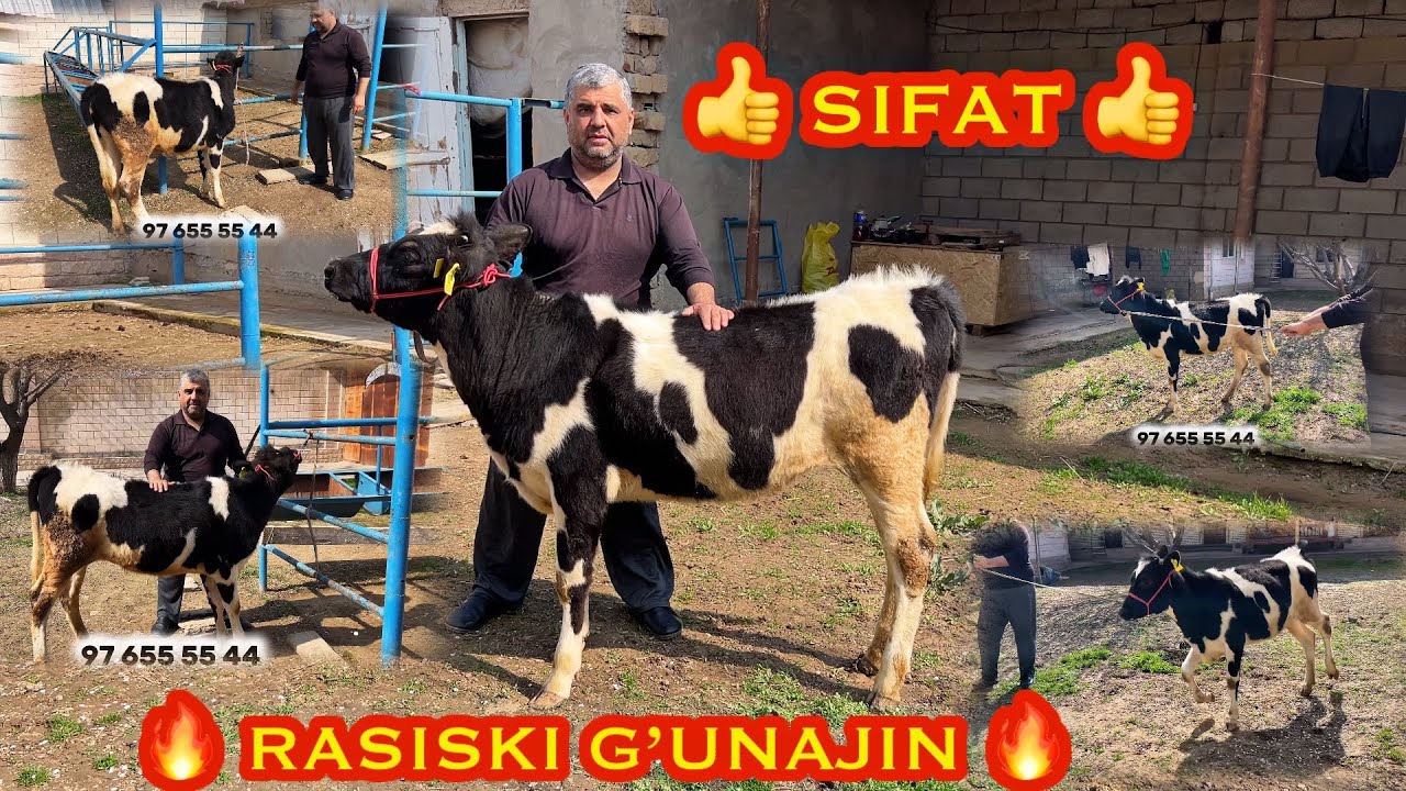 🔥MANA SIZGA 😳SIFATLISIDAN🔥RASISKI G’UNAJIN 97 655 55 44 TOSHKENT