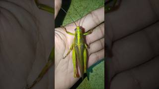 big grasshopper #animals #nature #insects #grasshopper #shorts