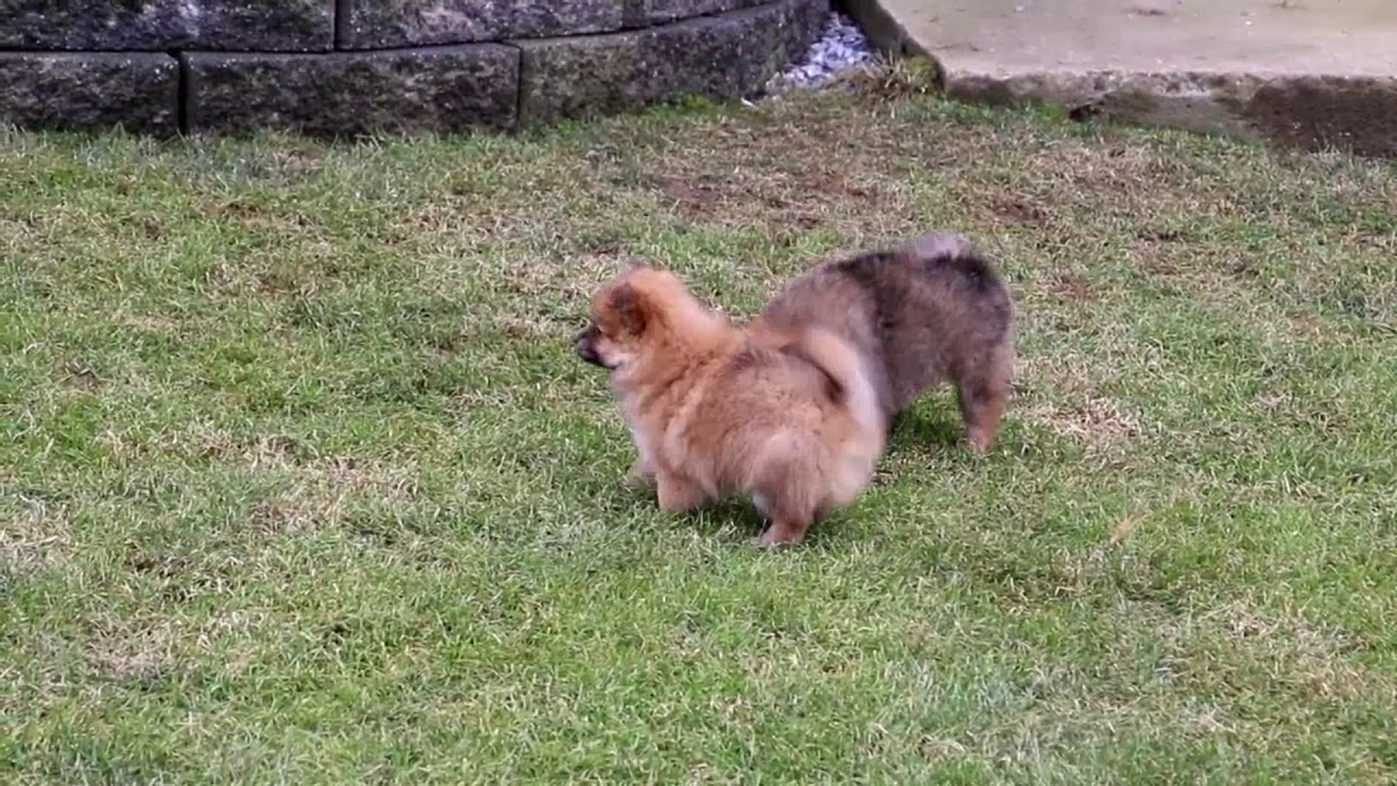 Pomeranian Puppies For Sale - YouTube Newborn Pomeranian
