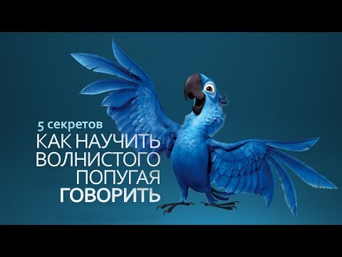 ОЧЕНЬ ПРОСТО! Как научить волнистого попугая ГОВОРИТЬ. 5 секретов