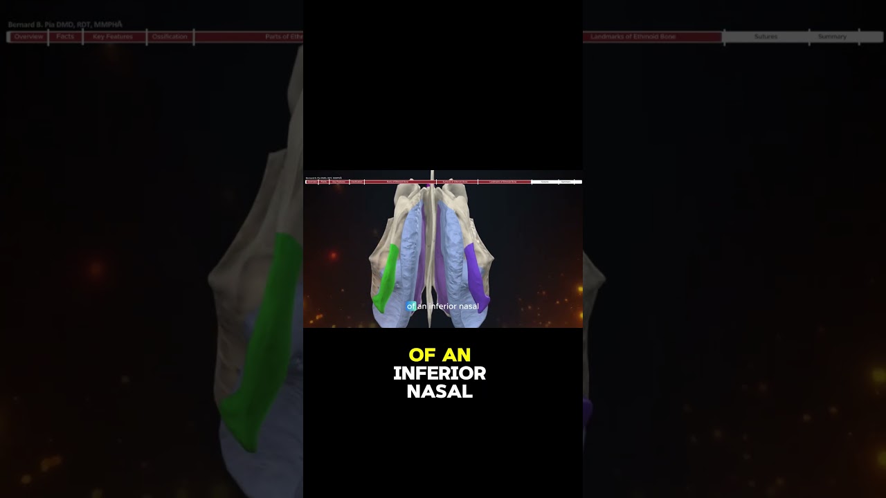 The Uncinate Process: Ethmoid Bone