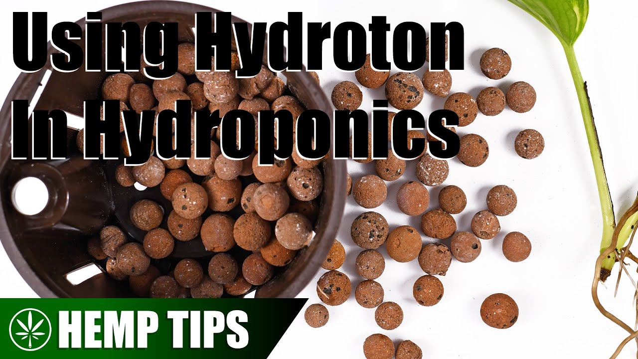 How To Use Hydroton Clay Pebbles In Hydroponics
