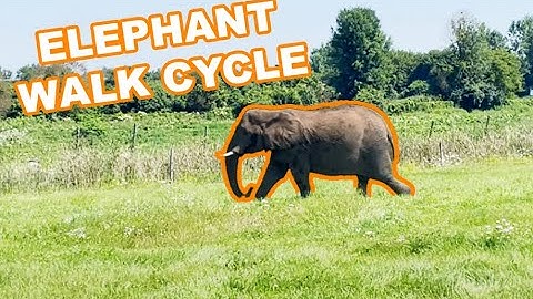 Elephant Walking, reference for animators, walk cycle steady cam