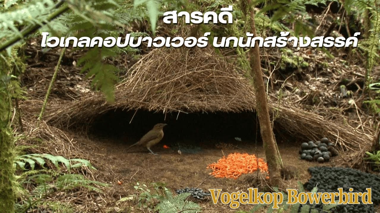 Документальный фильм Фогель Копбауэр: Творческая птица