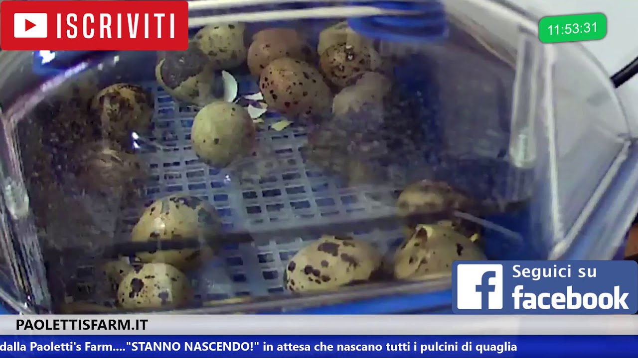 STANNO NASCENDO!!!! Live schiusa delle uova di quaglia - YouTube