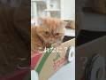 猫専用の「肉球スイッチ」を作ってみたら反応が最高すぎた結果… #shorts #多頭飼い #エキゾチックショートヘア