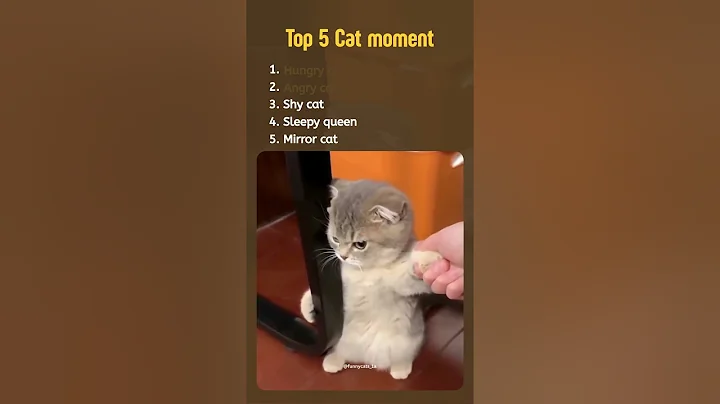Watch the video about Top funny cat moments #cat #meowshow #entertaininganimals #funny #catvideos
