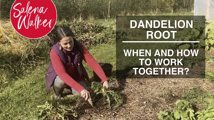 When and How to Work with Dandelion Root