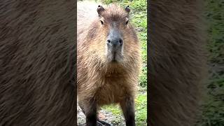 Why do people love Capybaras so much?! #capybara #shorts