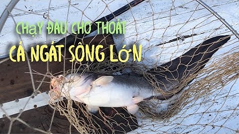 Câu Cá Ngát Khủng Sông Hàm Luông Bằng Ghe Câu Cá Trúng Đậm-Câu Cá Miền Tây