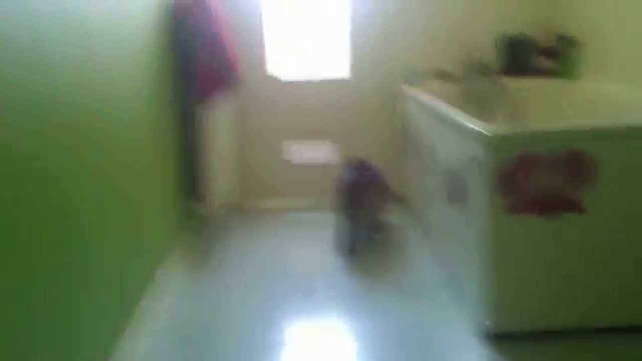 Un Chat Qui Imite Un Chien