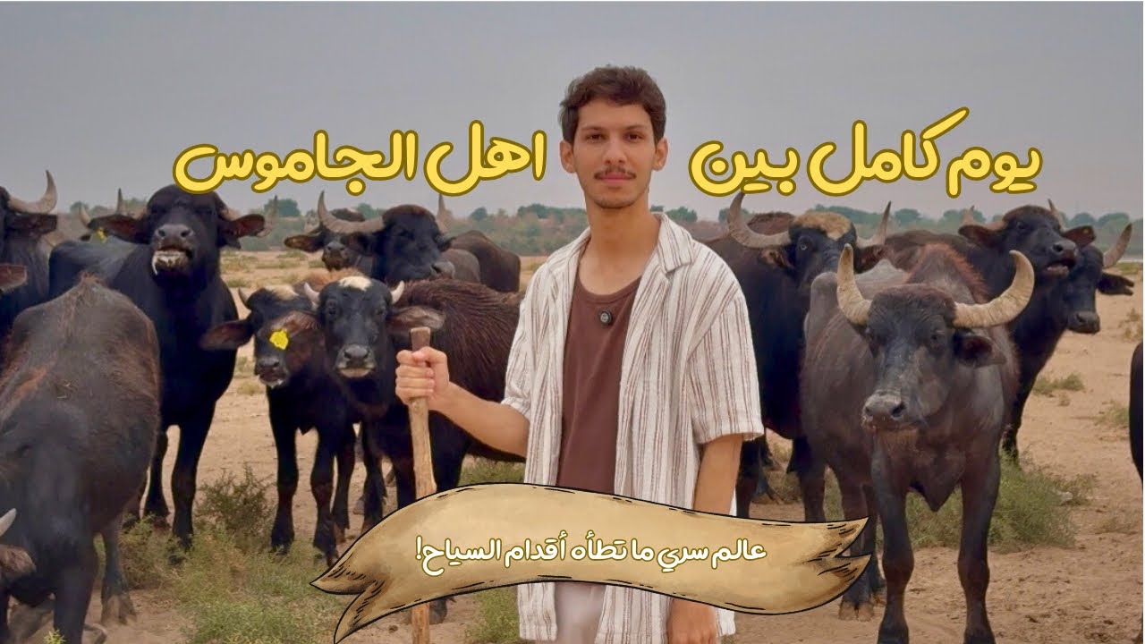 “گاومیش آباد الأهواز..عالم ما یشوفه السیاح! یوم کامل بین أهل الجاموس”